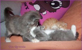 Katerchen Cary Grant von den Norwegischen Waldkatzen von Ruwenda