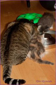 G-Wurf von den Norwegischen Waldkatzen von Ruwenda