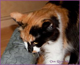 G-Wurf von den Norwegischen Waldkatzen von Ruwenda