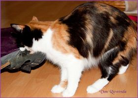 G-Wurf von den Norwegischen Waldkatzen von Ruwenda