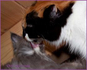 G-Wurf von den Norwegischen Waldkatzen von Ruwenda