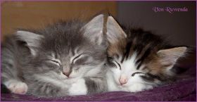 G-Wurf von den Norwegischen Waldkatzen von Ruwenda