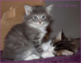 G-Wurf von den Norwegischen Waldkatzen von Ruwenda