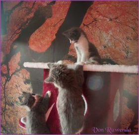 Die Stars des G-Wurfes von den Norwegischen Waldkatzen von Ruwenda