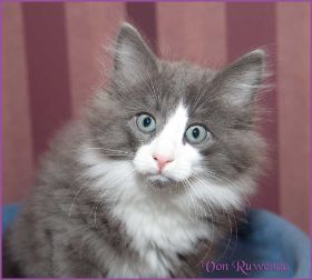 Katerchen Rocky von den Norwegischen Waldkatzen von Ruwenda