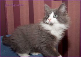 Katerchen Rocky von den Norwegischen Waldkatzen von Ruwenda