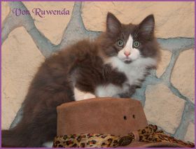 Katerchen Rocky von den Norwegischen Waldkatzen von Ruwenda