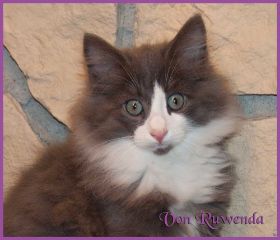 Katerchen Rocky von den Norwegischen Waldkatzen von Ruwenda