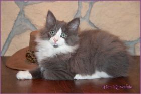 Katerchen Rocky von den Norwegischen Waldkatzen von Ruwenda