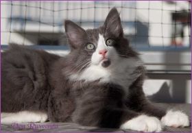 Katerchen Rocky von den Norwegischen Waldkatzen von Ruwenda