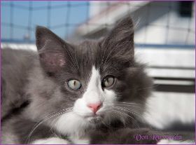 Katerchen Rocky von den Norwegischen Waldkatzen von Ruwenda