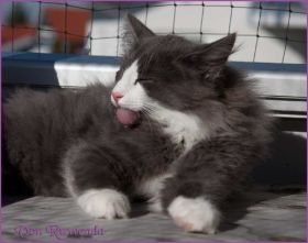 Katerchen Rocky von den Norwegischen Waldkatzen von Ruwenda