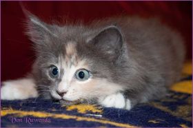 Kätzchen Doris Day von den Norwegischen Waldkatzen von Ruwenda