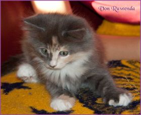 Kätzchen Doris Day von den Norwegischen Waldkatzen von Ruwenda