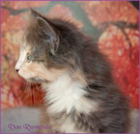 Kätzchen Doris Day von den Norwegischen Waldkatzen von Ruwenda