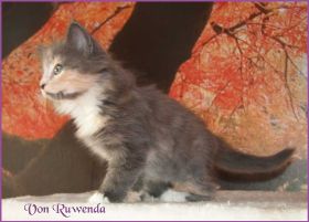 Kätzchen Doris Day von den Norwegischen Waldkatzen von Ruwenda