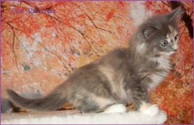 Kätzchen Doris Day von den Norwegischen Waldkatzen von Ruwenda