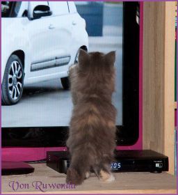 Kätzchen Doris Day von den Norwegischen Waldkatzen von Ruwenda