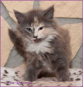 Kätzchen Doris Day von den Norwegischen Waldkatzen von Ruwenda