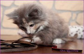 Kätzchen Doris Day von den Norwegischen Waldkatzen von Ruwenda