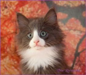 Kater Marco von den Norwegischen Waldkatzen von Ruwenda