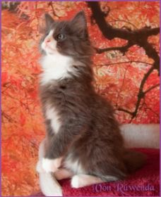 Kater Marco von den Norwegischen Waldkatzen von Ruwenda