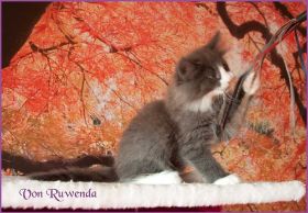 Kater Marco von den Norwegischen Waldkatzen von Ruwenda