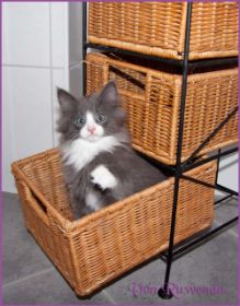 Kätzchen Timberly von den Norwegischen Waldkatzen von Ruwenda