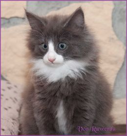 Kätzchen Timberly von den Norwegischen Waldkatzen von Ruwenda