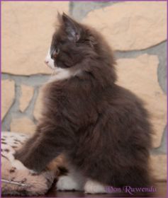 Kätzchen Timberly von den Norwegischen Waldkatzen von Ruwenda