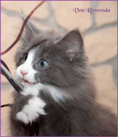 Kätzchen Timberly von den Norwegischen Waldkatzen von Ruwenda