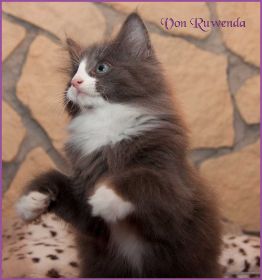 Kätzchen Timberly von den Norwegischen Waldkatzen von Ruwenda