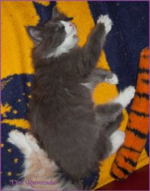 Kätzchen Timberly von den Norwegischen Waldkatzen von Ruwenda