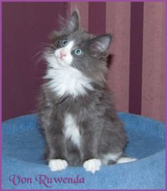 Kätzchen Timberly von den Norwegischen Waldkatzen von Ruwenda