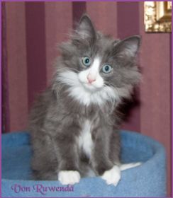 Kätzchen Timberly von den Norwegischen Waldkatzen von Ruwenda