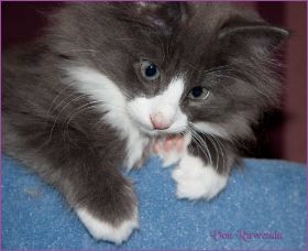 Kätzchen Timberly von den Norwegischen Waldkatzen von Ruwenda