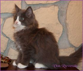 Kätzchen Timberly von den Norwegischen Waldkatzen von Ruwenda