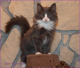 Kätzchen Timberly von den Norwegischen Waldkatzen von Ruwenda