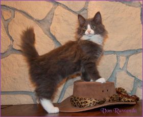 Kätzchen Timberly von den Norwegischen Waldkatzen von Ruwenda