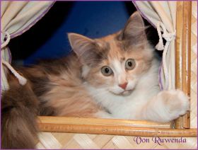 Kätzchen Grace Kelly von den Norwegischen Waldkatzen von Ruwenda