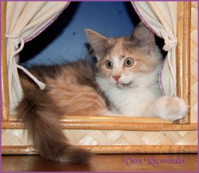 Kätzchen Grace Kelly von den Norwegischen Waldkatzen von Ruwenda