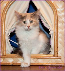 Kätzchen Grace Kelly von den Norwegischen Waldkatzen von Ruwenda