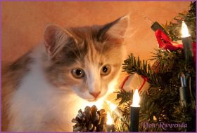 Kätzchen Grace Kelly an Weihnachten 2012