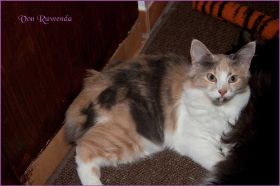 Kätzchen Grace Kelly von den Norwegischen Waldkatzen von Ruwenda