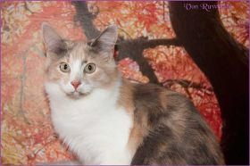 Kätzchen Grace Kelly von den Norwegischen Waldkatzen von Ruwenda