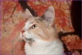 Kätzchen Grace Kelly von den Norwegischen Waldkatzen von Ruwenda