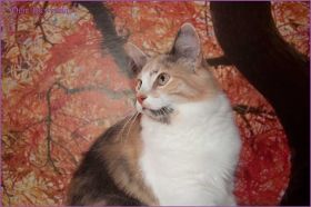 Kätzchen Grace Kelly von den Norwegischen Waldkatzen von Ruwenda