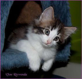 Katerchen Cary Grant von den Norwegischen Waldkatzen von Ruwenda