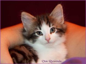 Katerchen Cary Grant von den Norwegischen Waldkatzen von Ruwenda