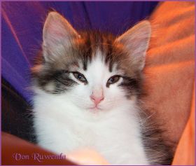 Katerchen Cary Grant von den Norwegischen Waldkatzen von Ruwenda